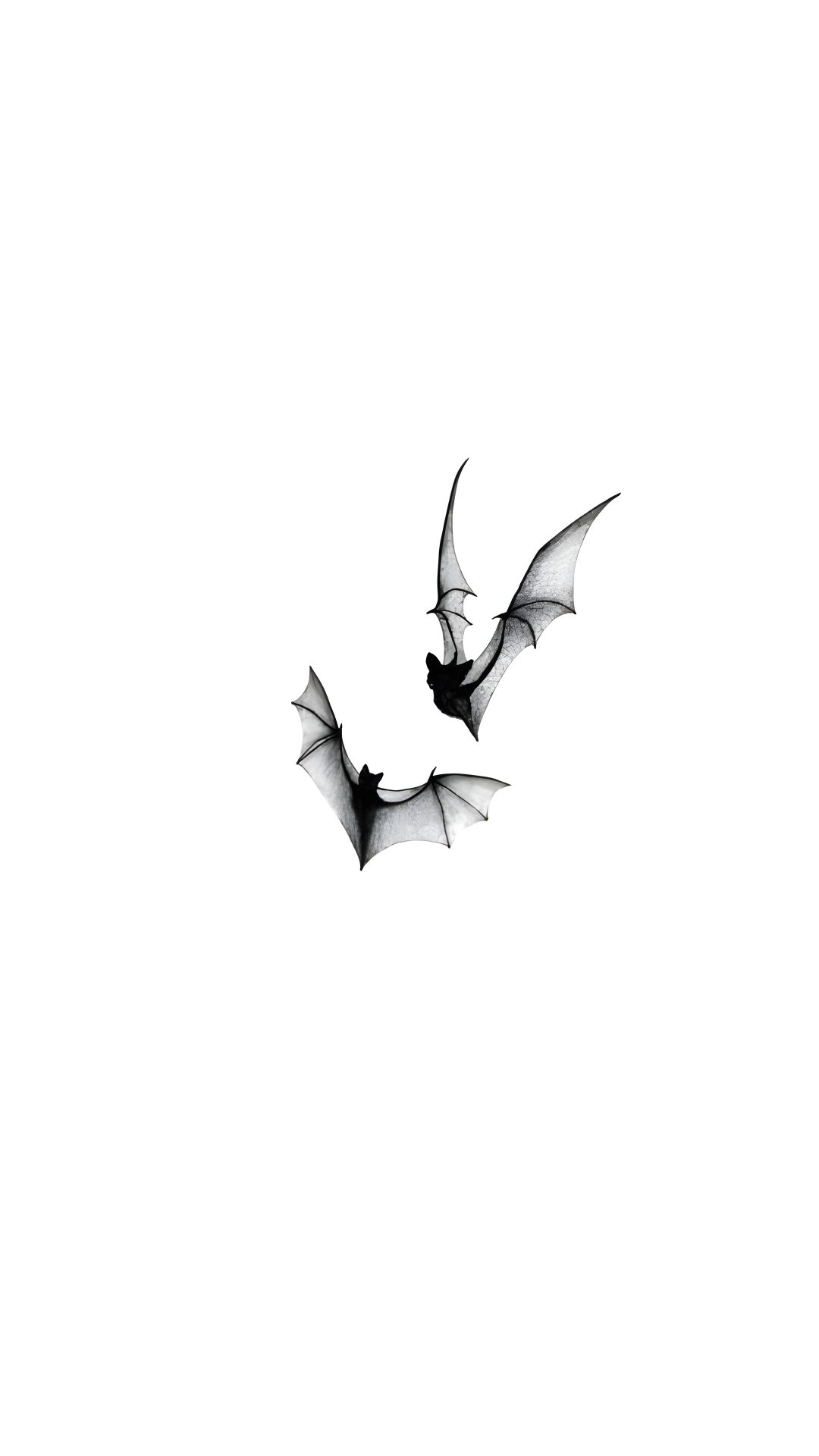 a black and white photo of a bat flying in the sky Halloween Bats On White white