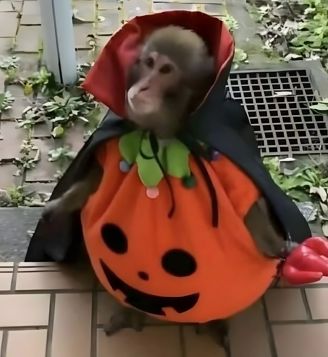 a monkey dressed as a pumpkin sitting on top of a wooden bench next to an orange bag Halloween Monkey saddle brown