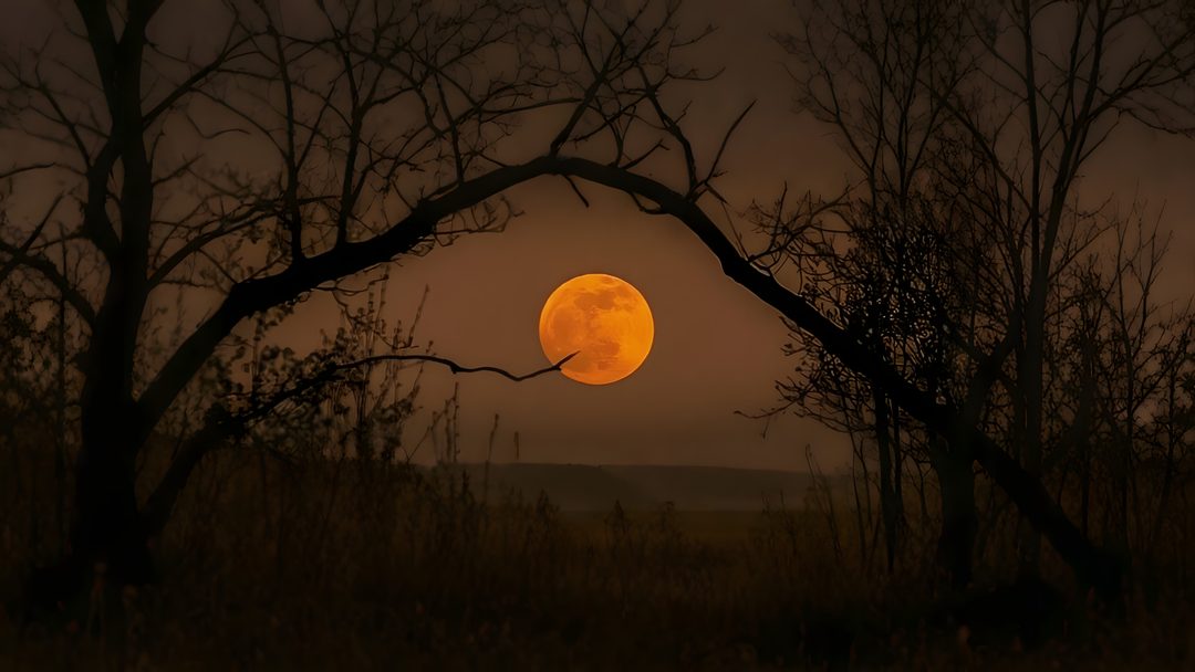 the full moon is seen through some trees Halloween Medium Widget Orange Moon, Moon, black