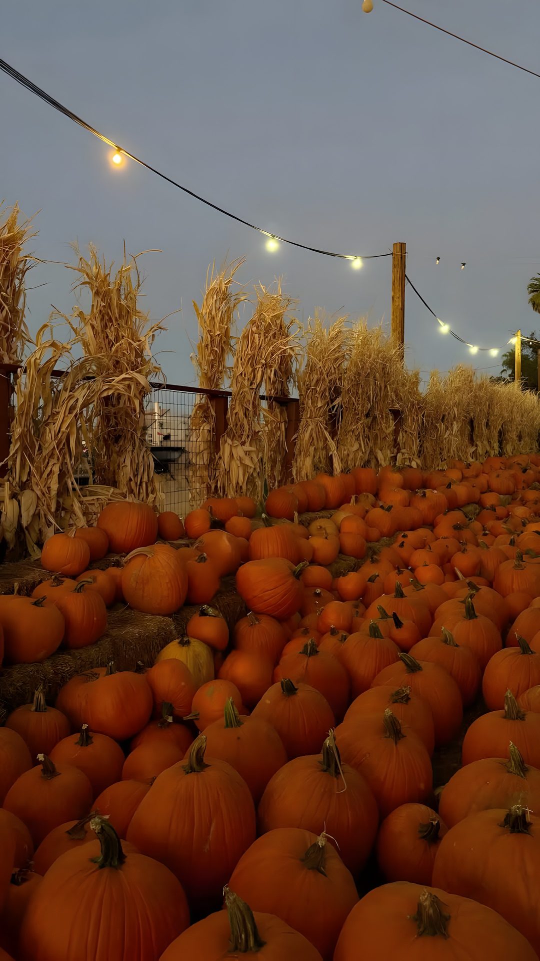 many pumpkins are lined up on the ground Halloween Fall Vibes saddle brown