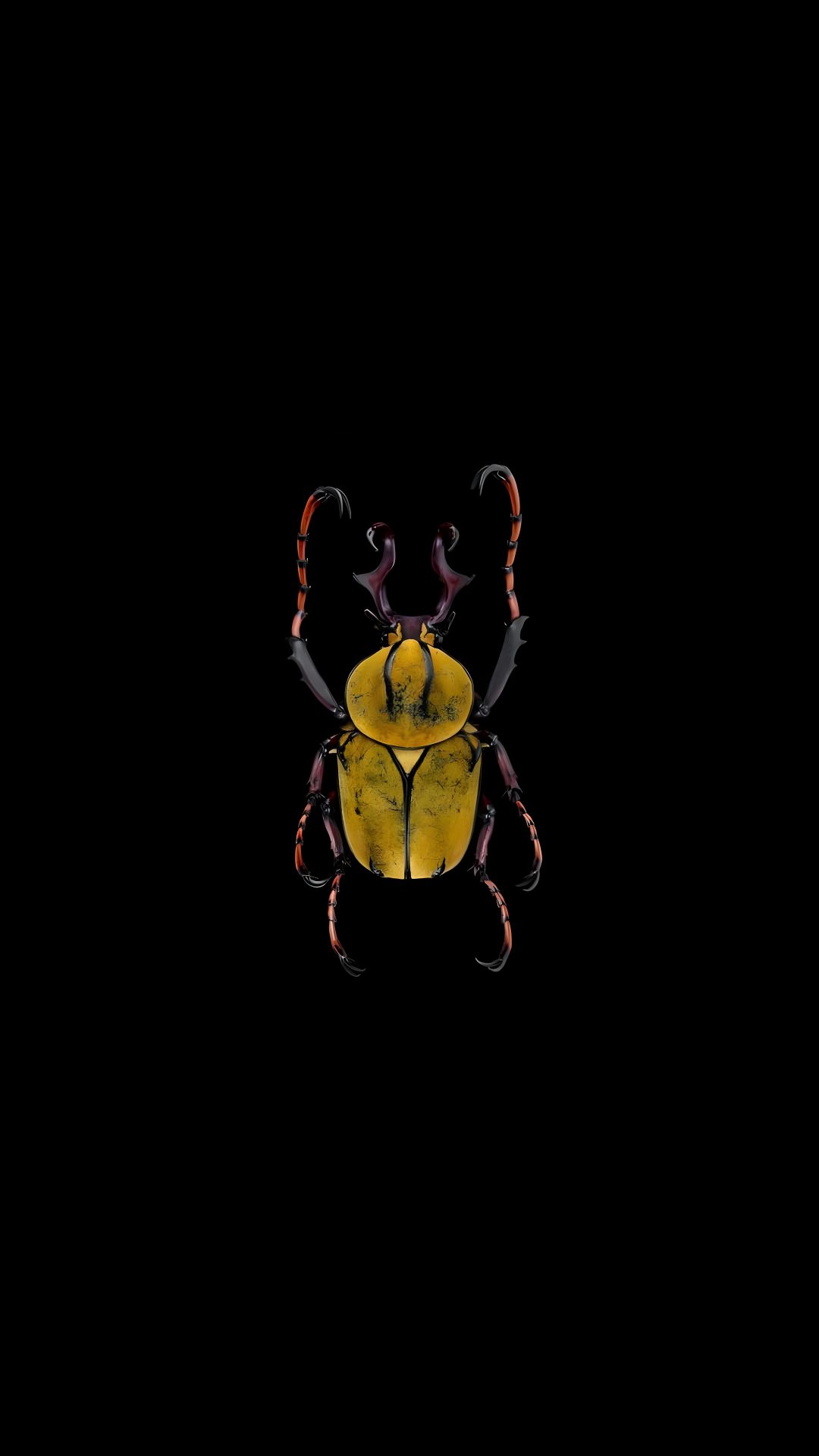a yellow and black beetle with long legs on it's back, standing in the dark Halloween Insects black
