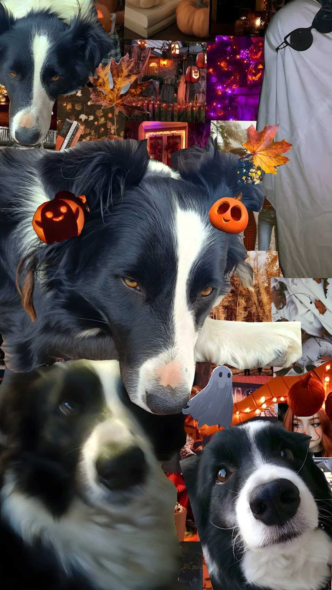 two black and white dogs with pumpkins on their ears are looking at the camera Halloween Border Collie dark slate gray