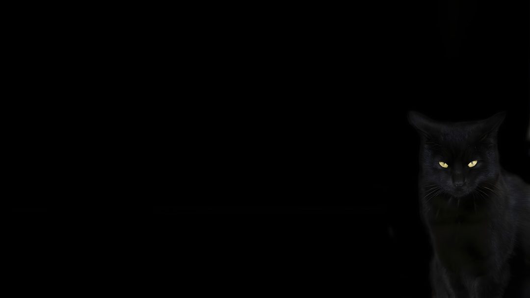 a black cat sitting in the dark with glowing eyes Desktop Black Cat Halloween Animals,