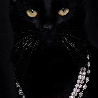 a black cat wearing a diamond necklace Black Cat Diamonds For Halloween In Gift Ideas For Cat Lovers, Black Cat With Diamond Necklace, Elegant Black Cat Jewelry,