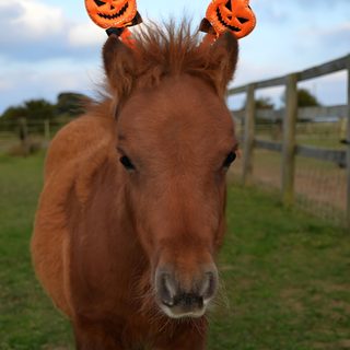 a brown horse with two pumpkins on its head Halloween Pony Cute Animal Halloween Decor, Fun Animal Halloween Decorations, Halloween Pet Costume Ideas, dark olive green