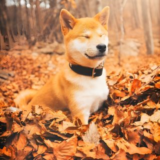 a dog is laying in the leaves and looking up at something that looks like it's smiling Shiba Inu Halloween Cute Dog Autumn Photo, Akita Inu Autumn Photo, Shiba Inu Fall Pictures, peru