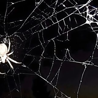 a spider sits on its web in the dark Halloween Web Black Spider Pc, Spider Noir Laptop, Spider Banner, Gothic Aesthetic Desktop,