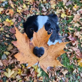 a black and white dog with a leaf in it's mouth looking up at the camera Halloween Border Collie Border Collie, Border Collie Aesthetic, Dog Pictures, Photo Poses, Dogs, dim gray