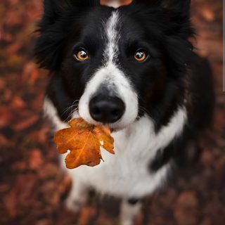 a black and white dog holding a leaf in its mouth while looking up at the camera Halloween Border Collie Border Collie In Leaves, Border Collies Aesthetic, Border Collie In Autumn Park, dark slate gray