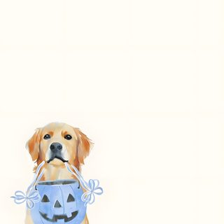 a dog with a pumpkin in its mouth Golden Retriever Halloween Golden Retriever, Dog Background, Funny Lockscreen, Cute Home Screens, seashell