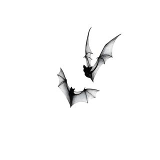 a black and white photo of a bat flying in the sky Halloween Bats On White white