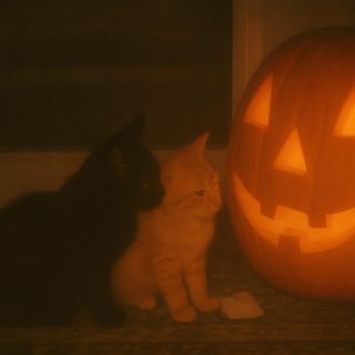 a cat sitting next to a carved pumpkin Halloween Medium Widget Fall Cats, Fall Tumblr, Dream's Cat, Orange Kittens, Halloween Ii, black