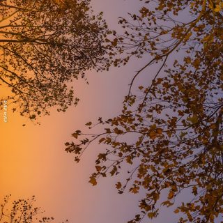 the sun shines through the branches of trees Halloween Sunrise Autumn Aesthetic Laptop, September Nature Background, Fall Aesthetic Desktop, dim gray