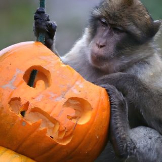 a monkey sitting on top of a pumpkin with its head in it's hands Halloween Monkey Monkey Pumpkin Painting, Monkey Pumpkin Ideas, Monkey Thanksgiving, dim gray