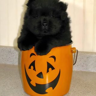 a small black dog sitting inside of a pumpkin shaped bucket with its paws on it's head Halloween Chow Chow Chow Chow Fall, Black Chow Chow Dog, Chow Chow Black And Brown, peru