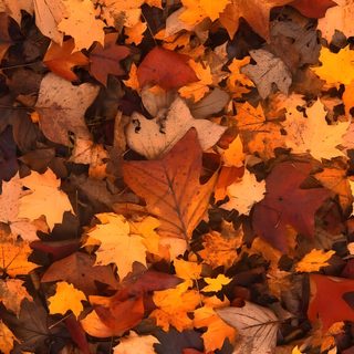 many different colored leaves on the ground Fallhalloween Free Halloween, Halloween, Whats, Patrick Demarchelier, Fall Background, Foto Tips, saddle brown