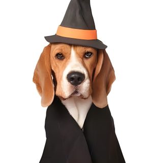 a beagle dog dressed up as a witch with a pumpkin on it's chest Cute Beagle Halloween Beagle Funny, Pocket Beagle, Halloween Dog Bandana, Choosing A Dog, white