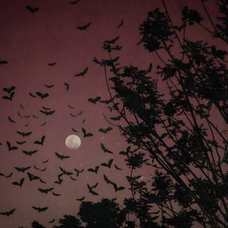 a flock of birds flying in the night sky over some trees and a full moon Halloween Bats Flying Bat Desktop, Spooky Computer Backgrounds, Ibymbybmyl Aesthetic, dark slate gray