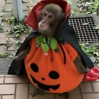 a monkey dressed as a pumpkin sitting on top of a wooden bench next to an orange bag Halloween Monkey saddle brown