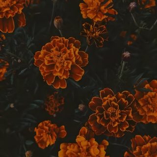 many orange flowers are growing in the dark Halloween Marigold Vintage Fall Backgrounds, October Iphone, Dark Fall Iphone, November Phone, black