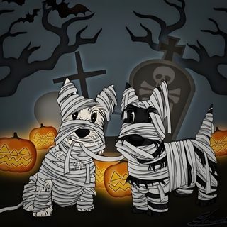 two dogs dressed up in halloween costumes standing next to each other with pumpkins behind them Halloween Scottish Terrier Scottish Terrier Skeleton, Scottish Terrier Pumpkin, Halloween Boston Terrier, dark slate gray