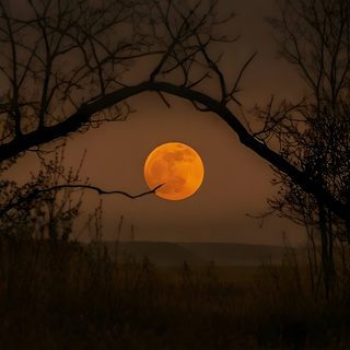 the full moon is seen through some trees Halloween Medium Widget Orange Moon, Moon, black