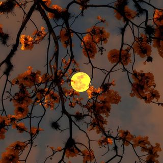 the full moon is seen through the branches of a tree in front of a cloudy sky Aesthetic Halloween Flower Pretty Backgrounds, Nature, Simple Phone, Aesthetic Desktop, dark slate gray