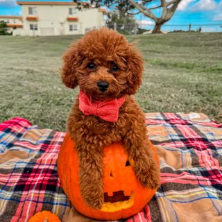 a brown poodle sitting on top of a plaid blanket next to an orange pumpkin Halloween Poodle Poodle Puppy, Toy Poodle, Okinawa Japan, Toy Poodle Puppies, Toy Poodle Puppy, gray