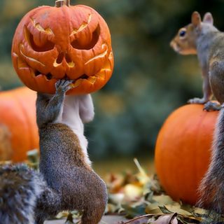 squirrels and squirrels are holding up pumpkins in front of their faces, with one on its head Bing Halloween Squirrel Pumpkin, Squirrels In Costumes, Squirrel Eating Pumpkin, dark olive green
