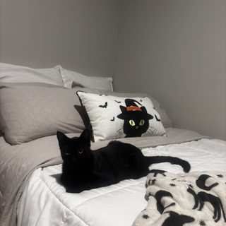 a black cat laying on top of a bed next to two pillows and a pillow case Halloween Black Cat Pillow gray