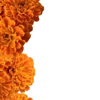 orange flowers are arranged in the shape of a vertical line on a white background with space for text Halloween Marigold Horror Posters, Drawings, Painter, Marigold Flower, Festival Decorations, Holiday, white