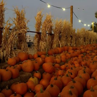 many pumpkins are lined up on the ground Halloween Fall Vibes saddle brown