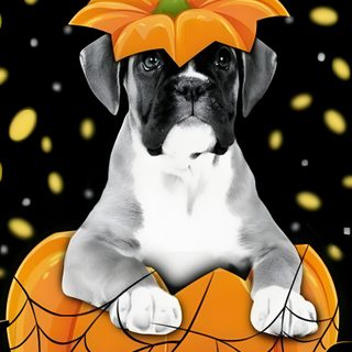 a black and white dog sitting on top of a pumpkin with a spider web around it's head Halloween Boxer Dog Boxer Dog Pumpkin Carving, Boxer Dog Skeleton, Happy Thanksgiving Boxer, saddle brown