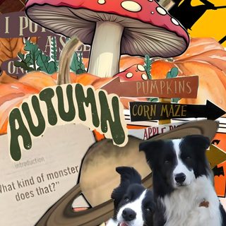 two black and white dogs standing next to each other in front of a mushroom sign Halloween Border Collie peru