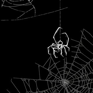 two spider webs in the middle of a black background Halloween Spiders At University Of Texas Spiderman, black