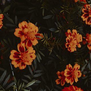 many orange flowers are growing in the dark Halloween Marigold Mexican Marigold, Cool For Your Phone, Marigold Aesthetic, Dark Orange Aesthetic, black