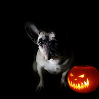 a dog sitting next to a pumpkin in the dark Halloween French Bulldog Halloween French Bulldog, Frenchie Halloween, Frenchie Fall Pictures, black