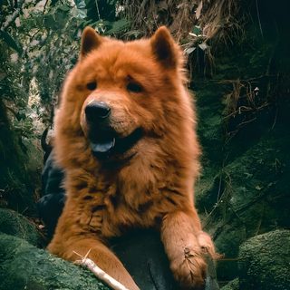 a large brown bear laying on top of a lush green forest Halloween Chow Chow Chow Chow Dog Photography, Chow Chow Autumn, Chow Chow Dog In Nature, dark slate gray
