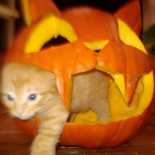 an orange kitten is in a pumpkin shaped like a cat Halloween Pfp Cat Inside Carved Pumpkin, Cute Pet Halloween Decorations, Diy Halloween Pet Costumes, saddle brown
