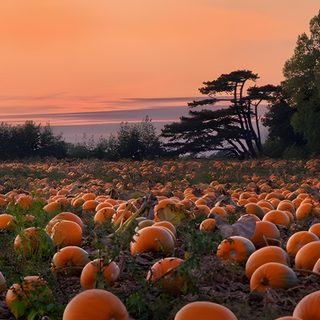 a field full of pumpkins sitting in the middle of a forest at sunset or dawn Halloween Pumpkin Patch Fall Pumpkin Field View, Fall Pumpkin Field Scene, Autumn Pumpkin Field, saddle brown