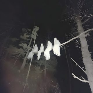 three white birds sitting on top of trees in the woods at night with no one around them Halloween Ghost Tree Lost Souls Aesthetic, Hauntingly Beautiful Aesthetic, Ghost Poses Reference, dark slate gray
