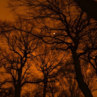 trees with no leaves and the moon in the distance Halloween Tree Cute Halloween Aesthetic, Halloween Dark Aesthetic, Fall Aesthetic, maroon