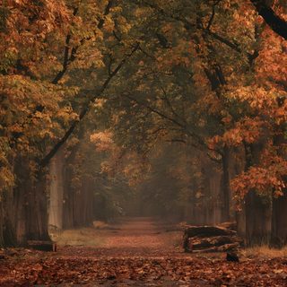 an autumn scene with fallen leaves on the ground and trees in the foreground, Autumn Halloween Autumn Ambience, Autumn Aesthetic Ipad, Autumn Background Aesthetic, dark olive green