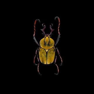 a yellow and black beetle with long legs on it's back, standing in the dark Halloween Insects black