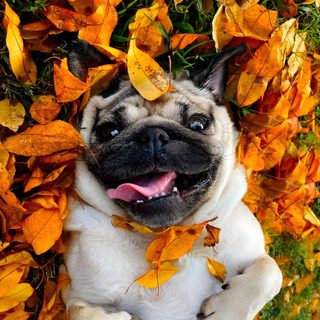 a pug dog laying on its back in the grass with leaves all over it Halloween Pug Pug Autumn Photoshoot, Pug Fall Photoshoot Ideas, Pug Playing With A Leaf, sienna