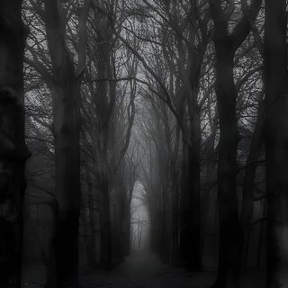 a black and white photo of trees in the woods with foggy skies above them Black And White Halloween Scary Backgrounds, Scary, Dark Green Aesthetic, Dark Forest Aesthetic, Black,