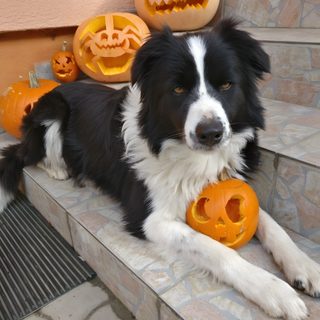 a black and white dog laying on some steps with pumpkins in front of him Halloween Border Collie Border Collie Costume, Border Collie Halloween, Border Collie Halloween Background, gray