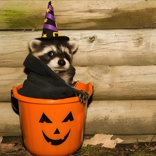 a raccoon wearing a witches hat in a pumpkin bucket Halloween Raccoon Halloween Raccoon Pfp, Cute Raccoon With Witch Hat, Raccoons In Costumes, Fall Raccoon, peru
