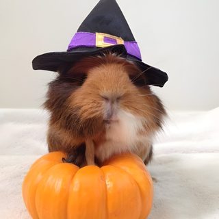 a guinea pig wearing a witches hat sitting on top of a pumpkin Halloween Guinea Pig Guinea Pig Witch Costume, Guinea Pig Costume Photography, Guinea Pig Halloween Costumes, light gray