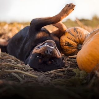 a dog laying on its back in the middle of some pumpkins and looking at the camera Halloween Rottweiler Rottweiler Autumn, Dogs, Rottweiler Fall Scenery, Photography, Dog Gear, sienna